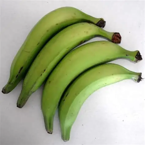 [LEG07] Banana da terra verde