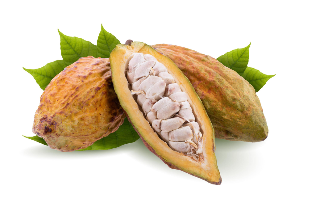 Cacao - cabosse