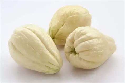 [LEG22] Christophine - Chayotte blanche