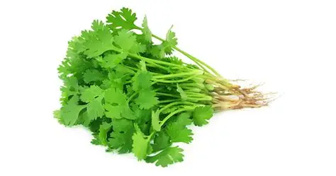 Coriandre