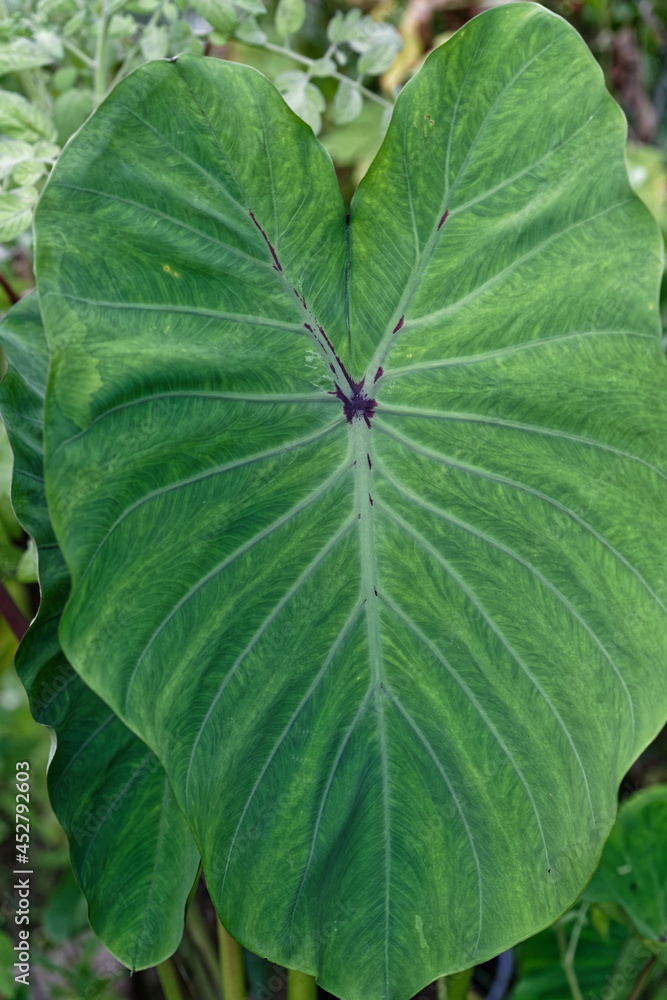 [LEG31] Feuille de Dachine