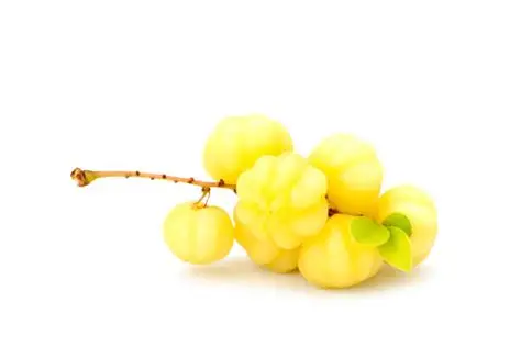 [FRU27] Groseille étoilée