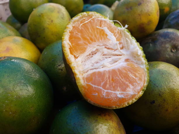 [FRU35] Mandarina