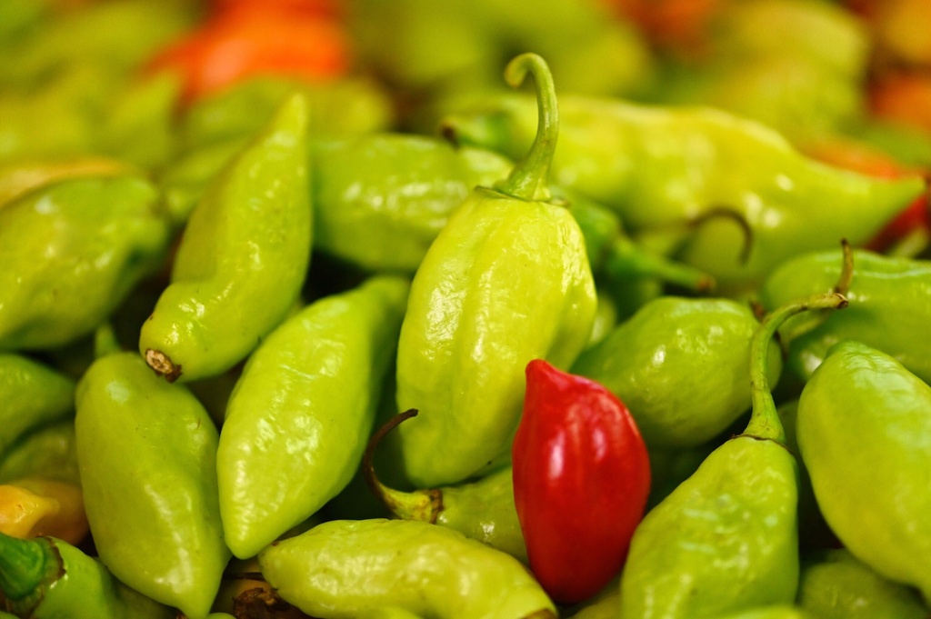 [LEG51] Piment végétarien