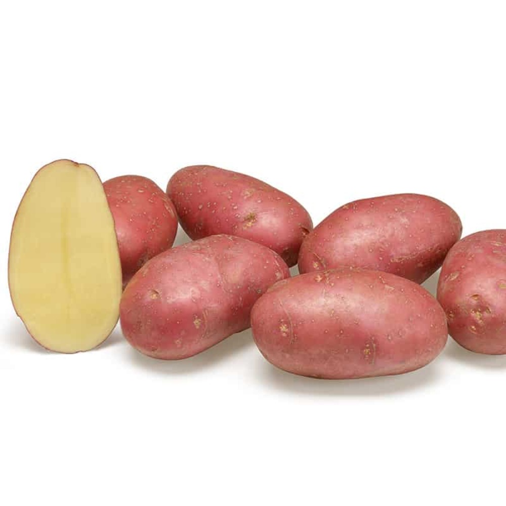 [LEG58] Pomme de terre rouge